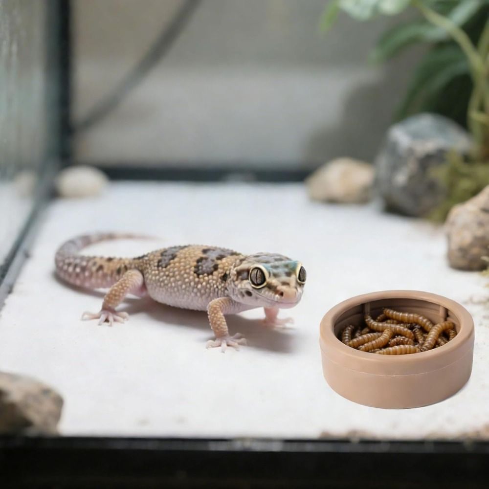 Portable Escape-Proof Reptile  - Water Dish Reptile 评论和价格