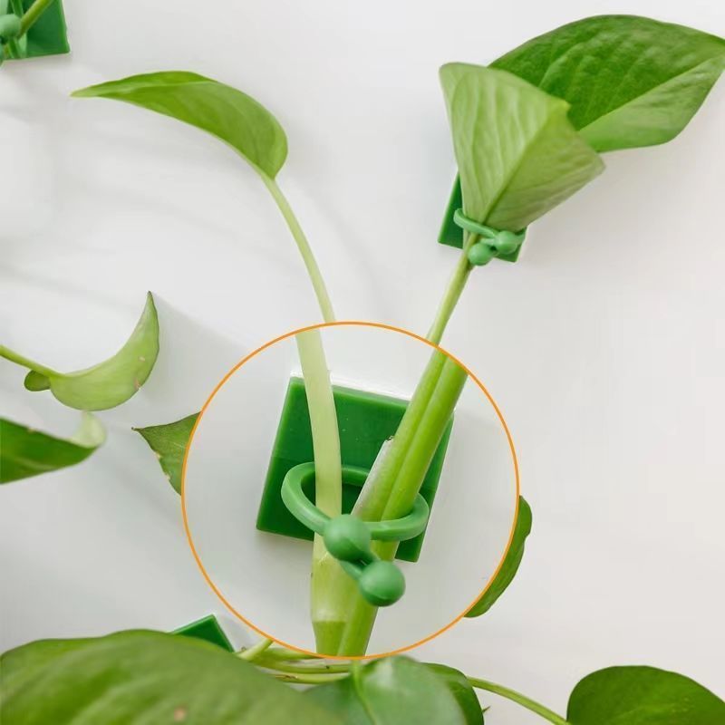 Self‑Adhesive Plant Climbing W - Vine Climbing Plastic 评论和价格